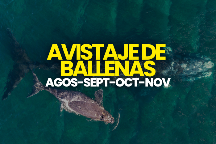 Paquetes Avistaje de Ballenas